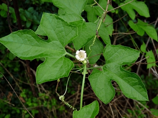 {Cayaponia quinqueloba}